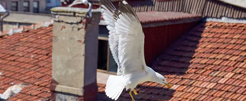 Residential Chimney Animal Removal Solution in Fort Lee, NJ