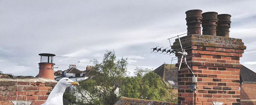 Chimney Cleaning And Restoration in Fort Lee, New Jersey